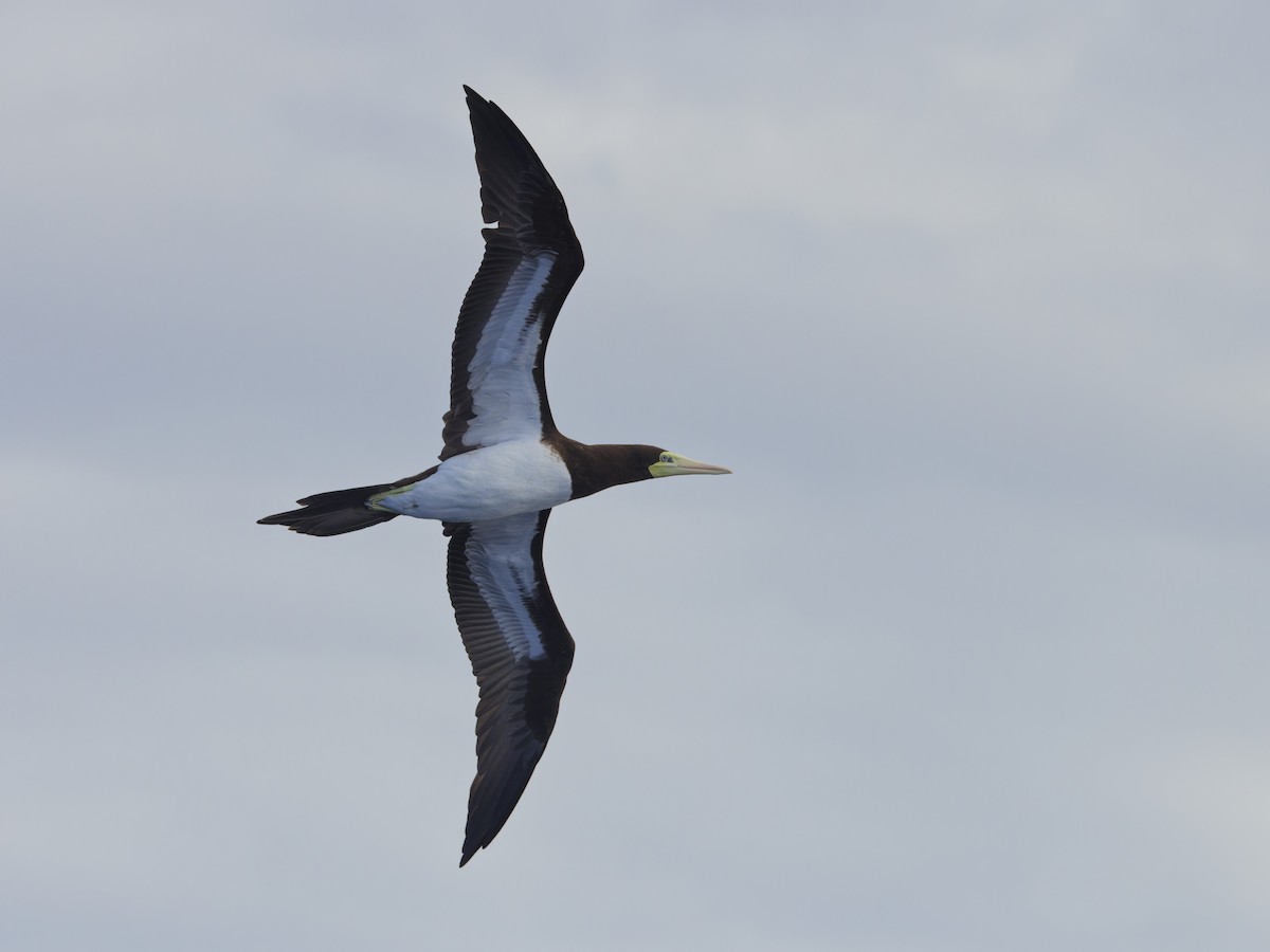 Brown Booby - ML620188018