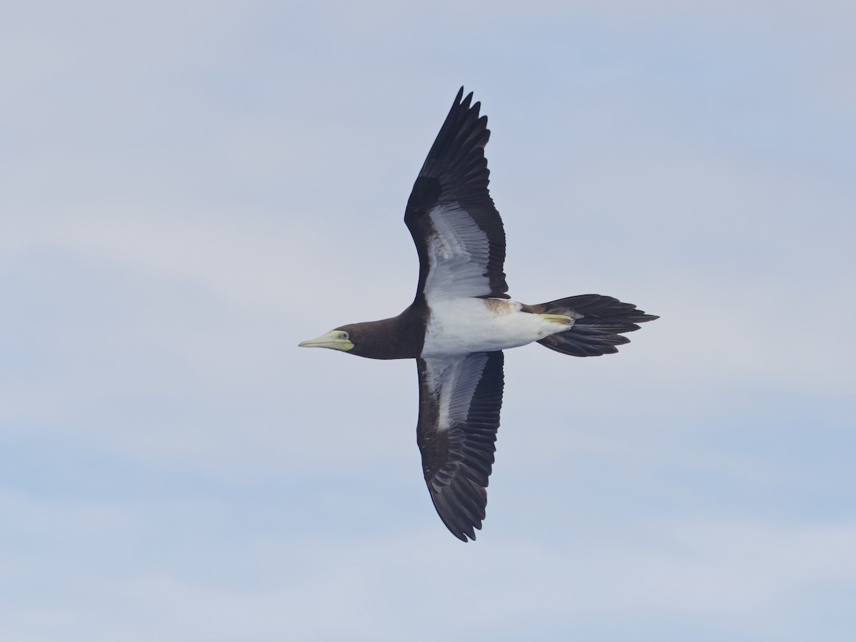 Brown Booby - ML620188019