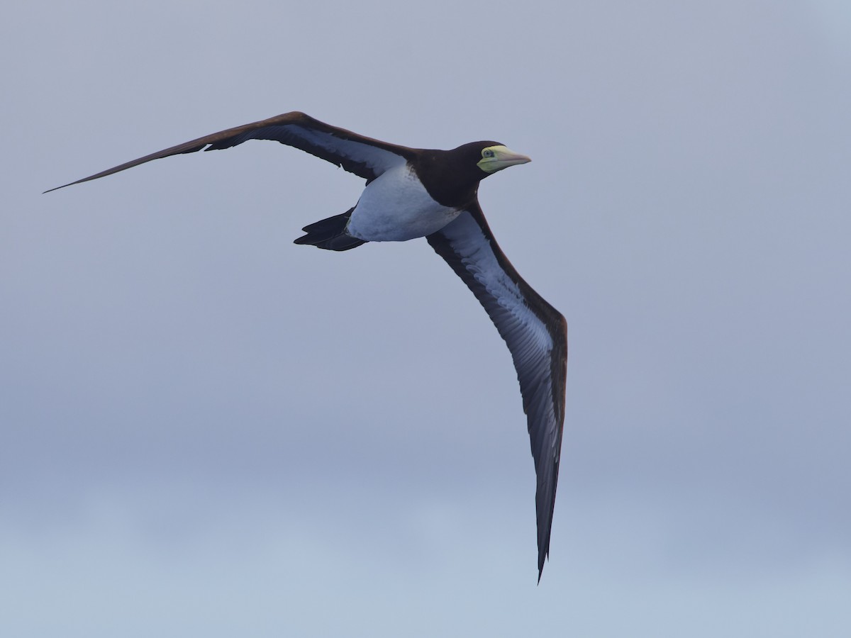 Brown Booby - ML620188021