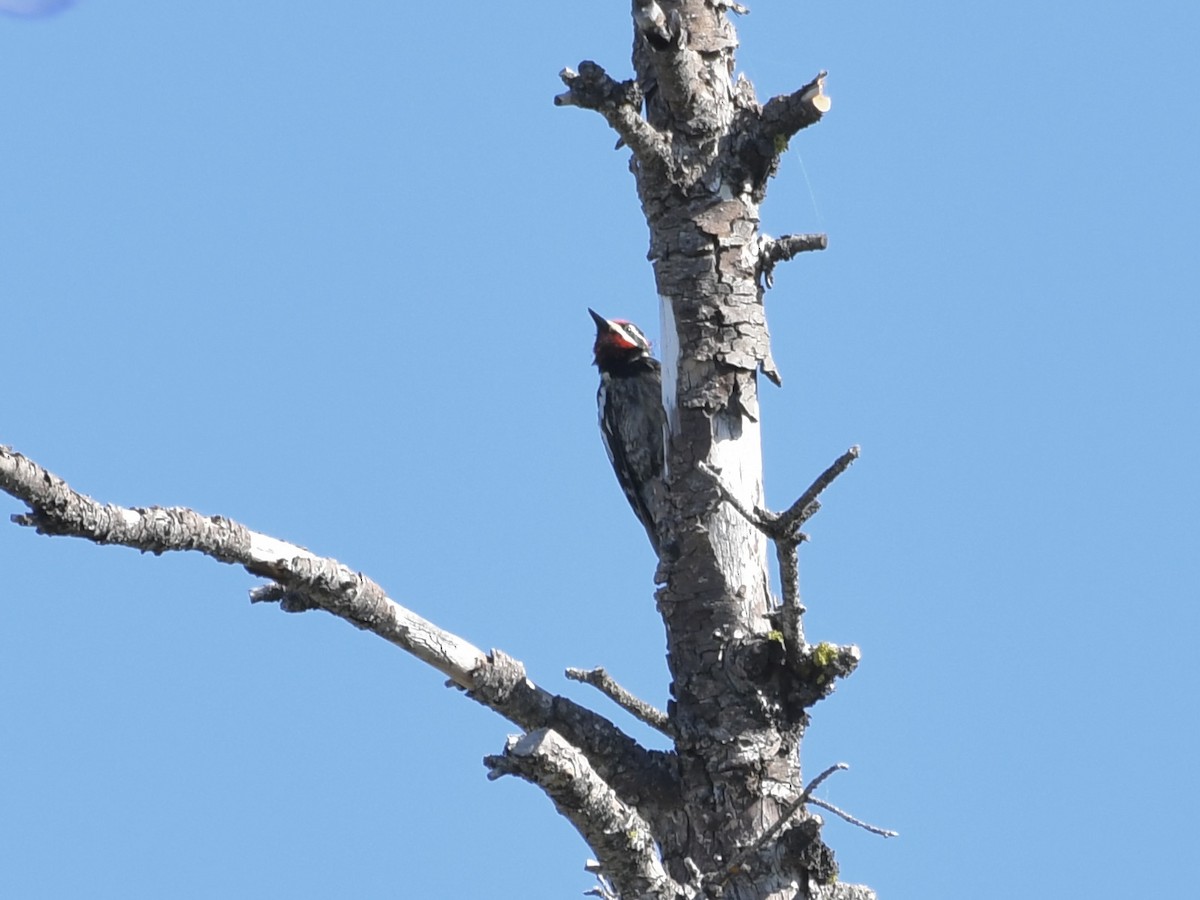 Red-naped Sapsucker - ML620188032