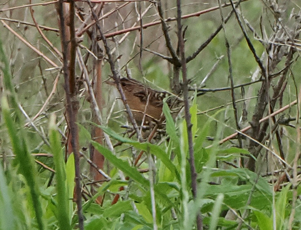 Sedge Wren - Patricia Rettig