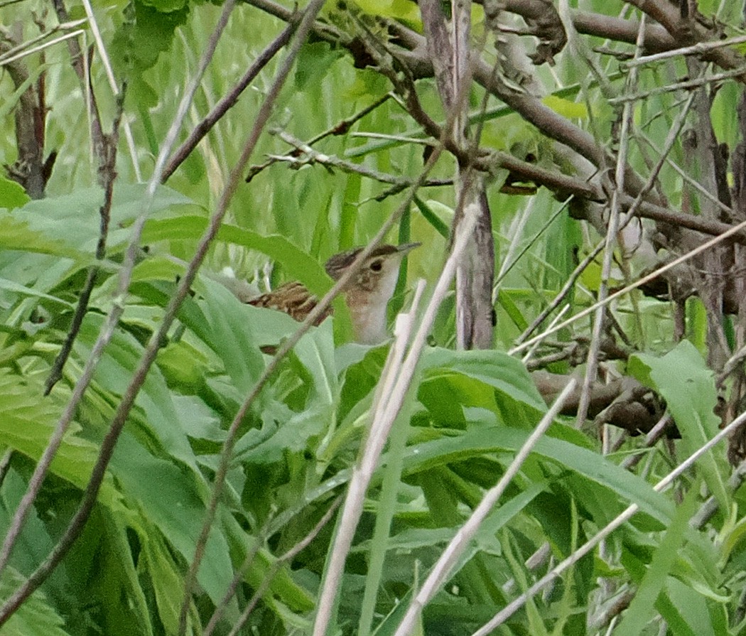 Sedge Wren - ML620188036