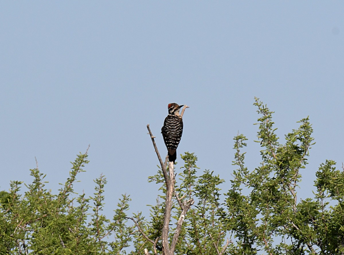 Ladder-backed Woodpecker - ML620188038