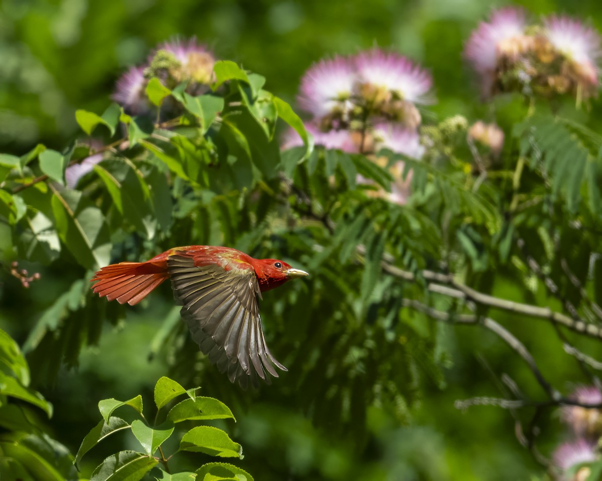 Summer Tanager - ML620188041