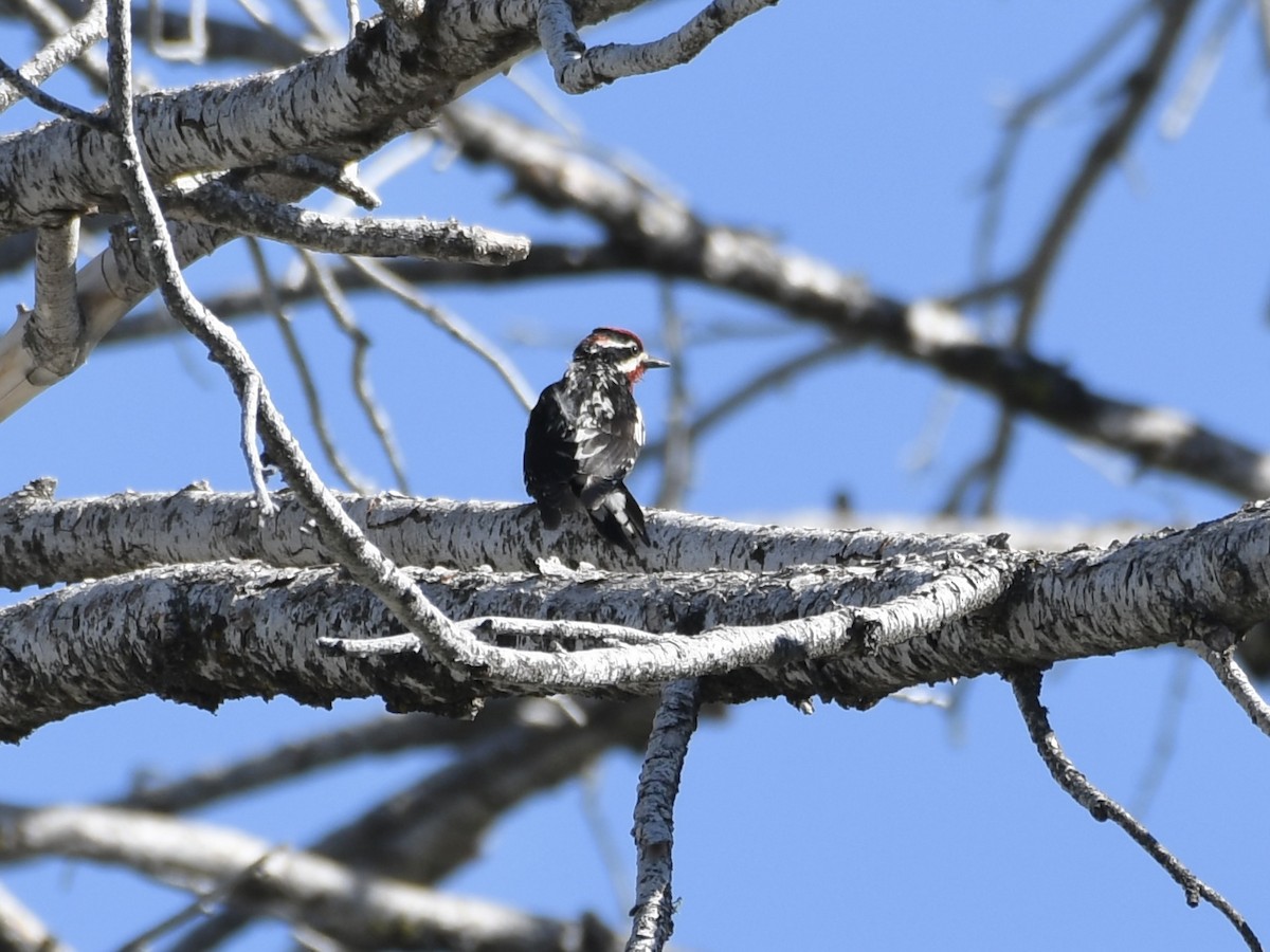 Red-naped Sapsucker - ML620188051