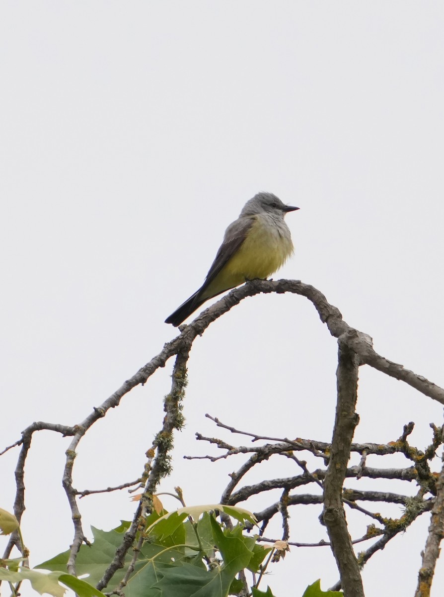 Western Kingbird - ML620188058