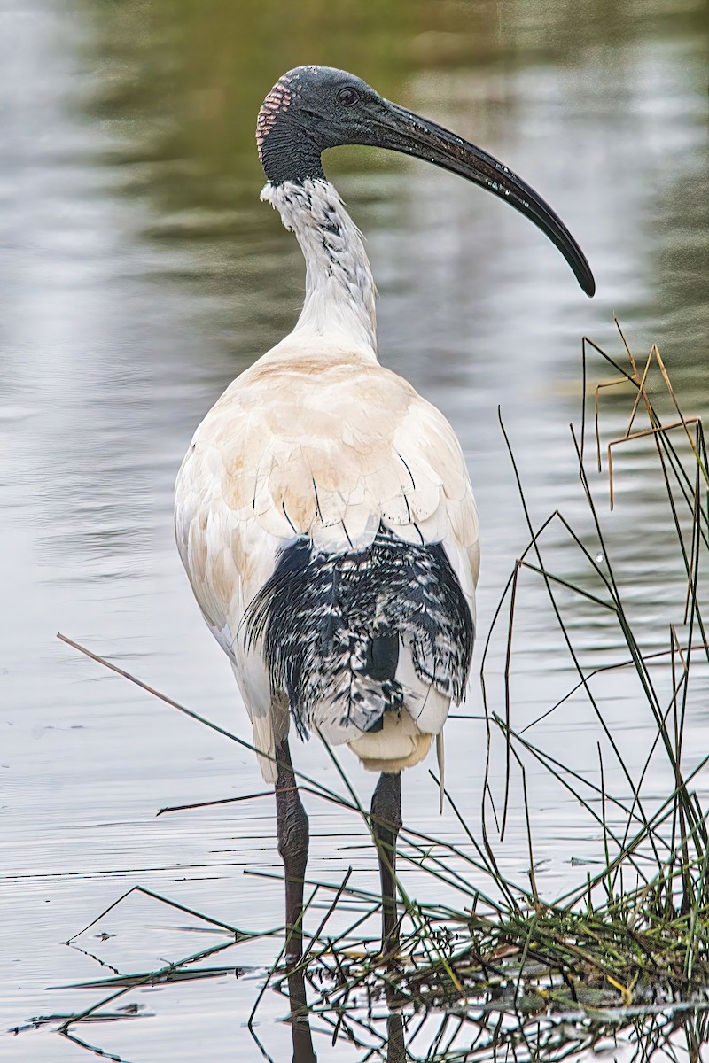 ibis australský - ML620188063