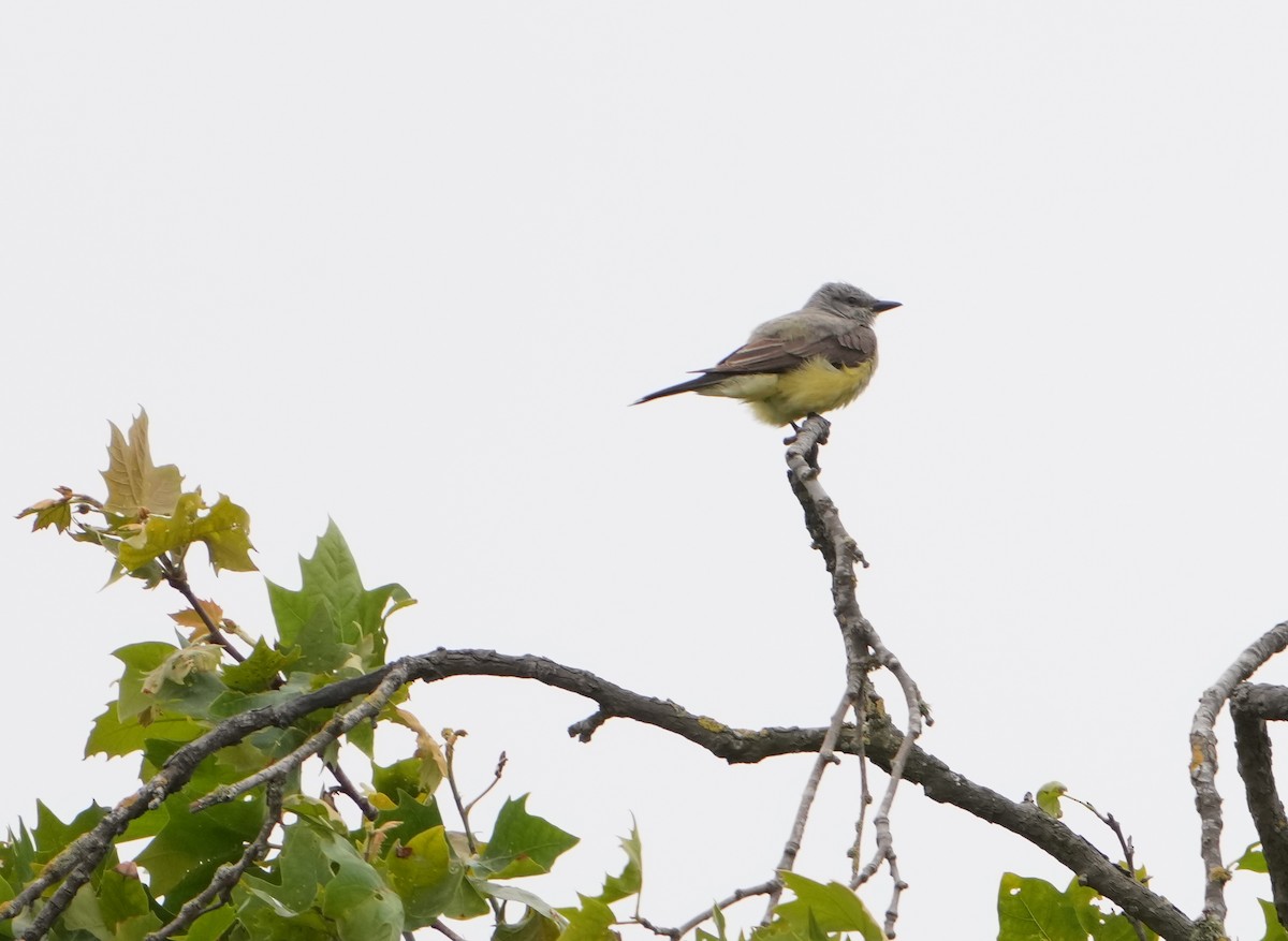 Western Kingbird - ML620188064