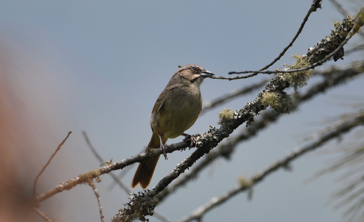 Rusty Sparrow - ML620188070