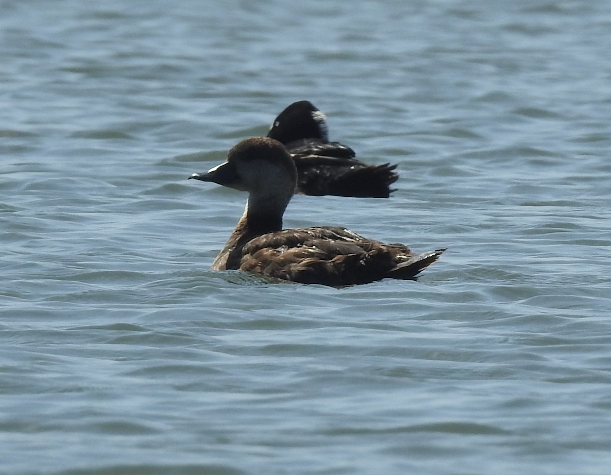 Black Scoter - Fred Shaffer