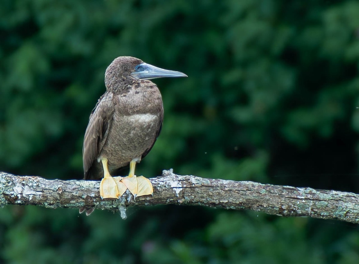 Brown Booby - ML620188083