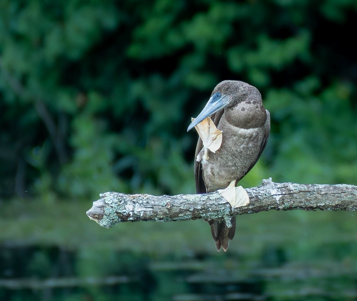 Brown Booby - ML620188085