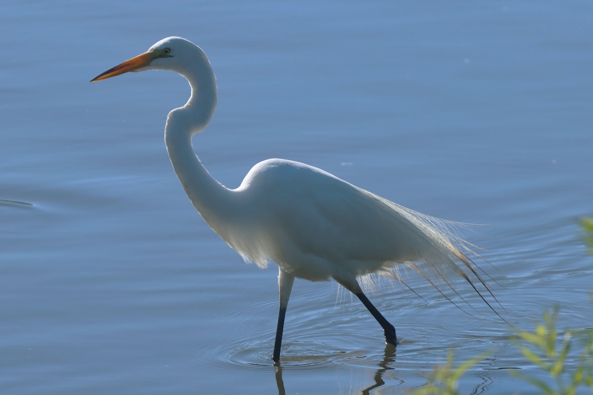 Great Egret - ML620188087