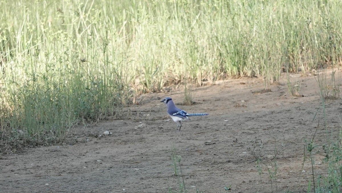 Blue Jay - ML620188088