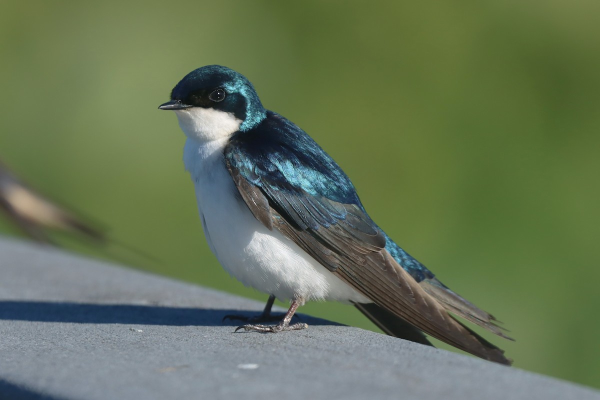 Tree Swallow - ML620188095