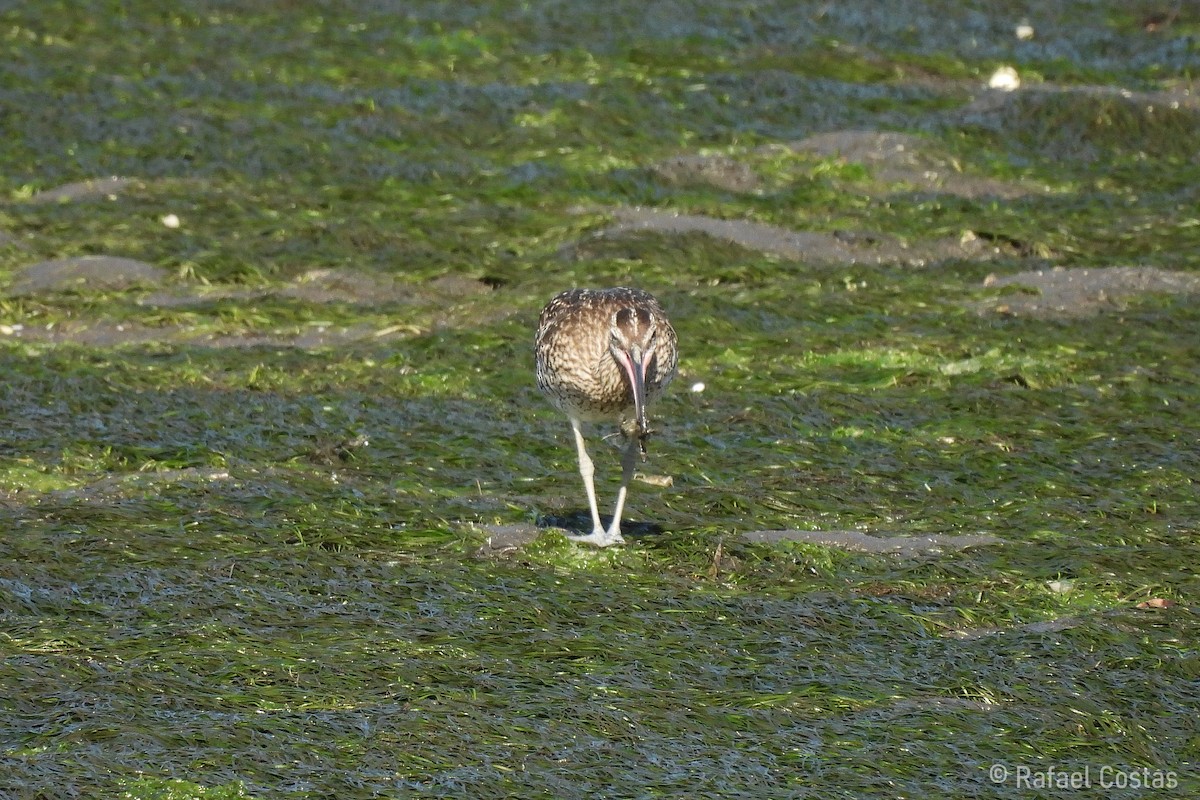 Whimbrel - ML620188096