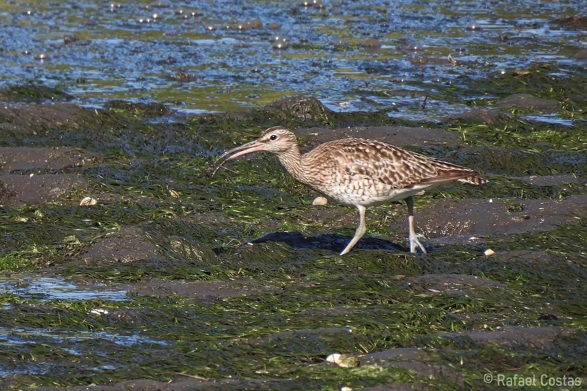 Whimbrel - ML620188097