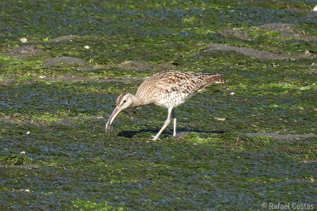 Whimbrel - ML620188098