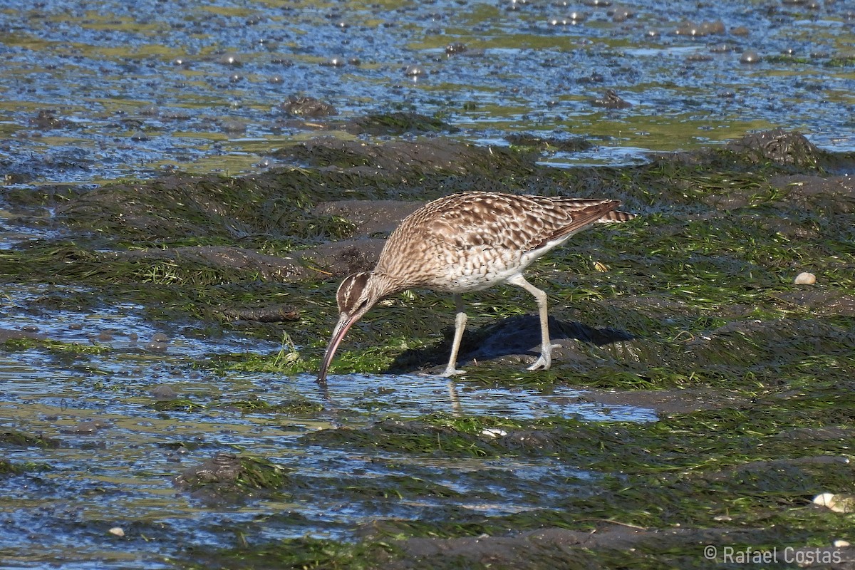 Whimbrel - Rafael Costas