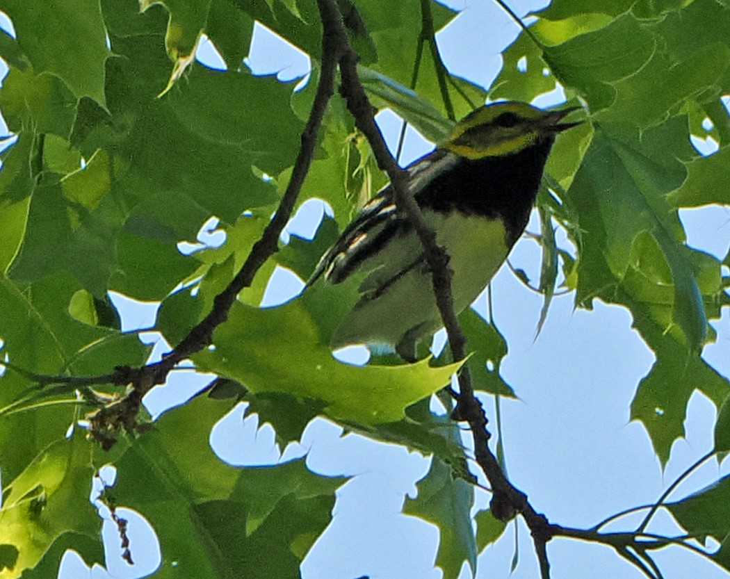 Black-throated Green Warbler - ML620188108