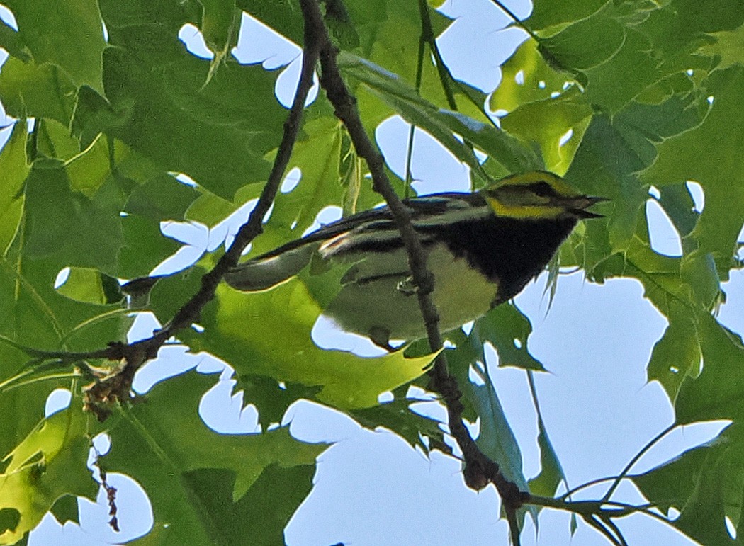 Black-throated Green Warbler - ML620188109