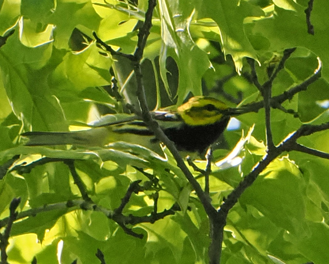 Black-throated Green Warbler - ML620188110