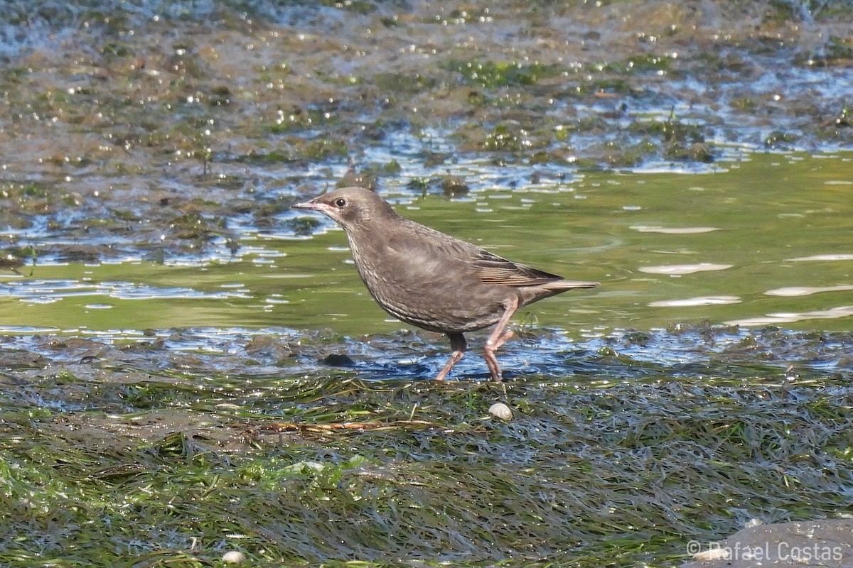 Spotless Starling - ML620188114