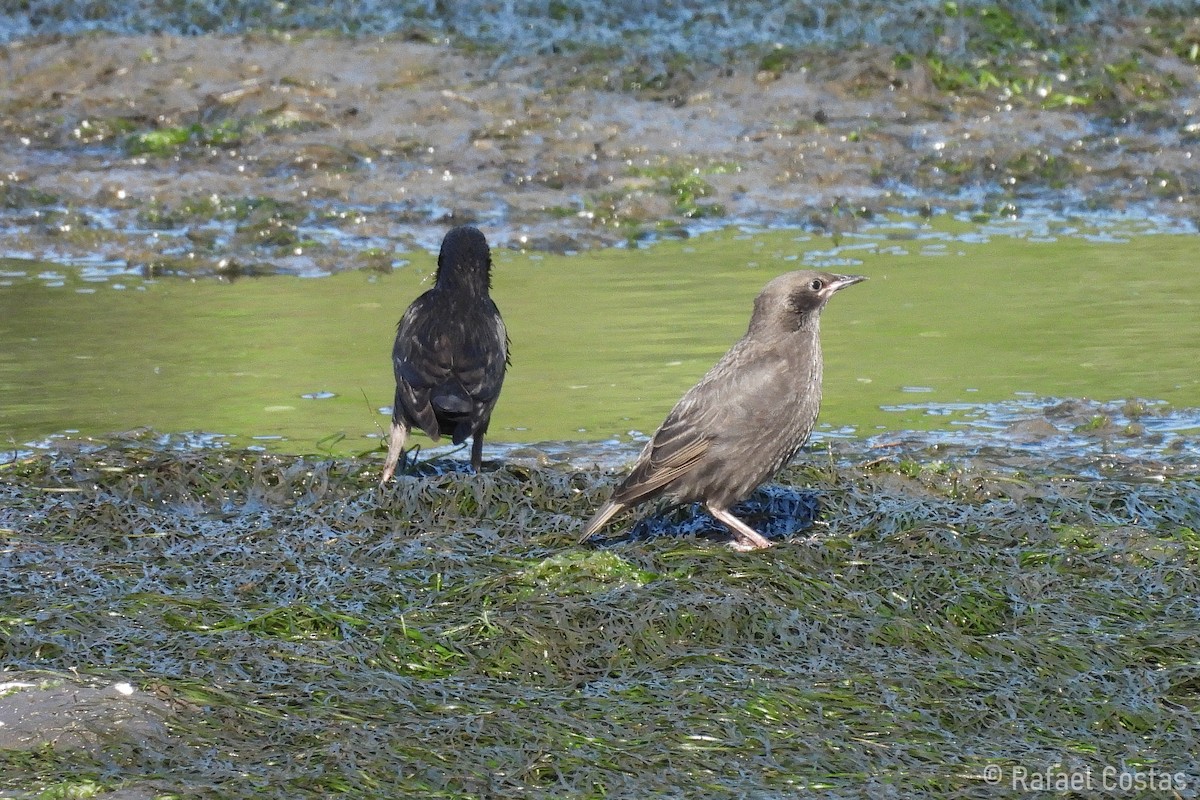 Spotless Starling - ML620188115