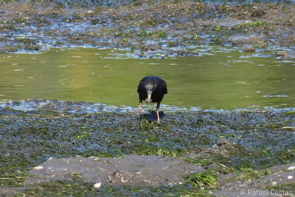 Spotless Starling - ML620188116