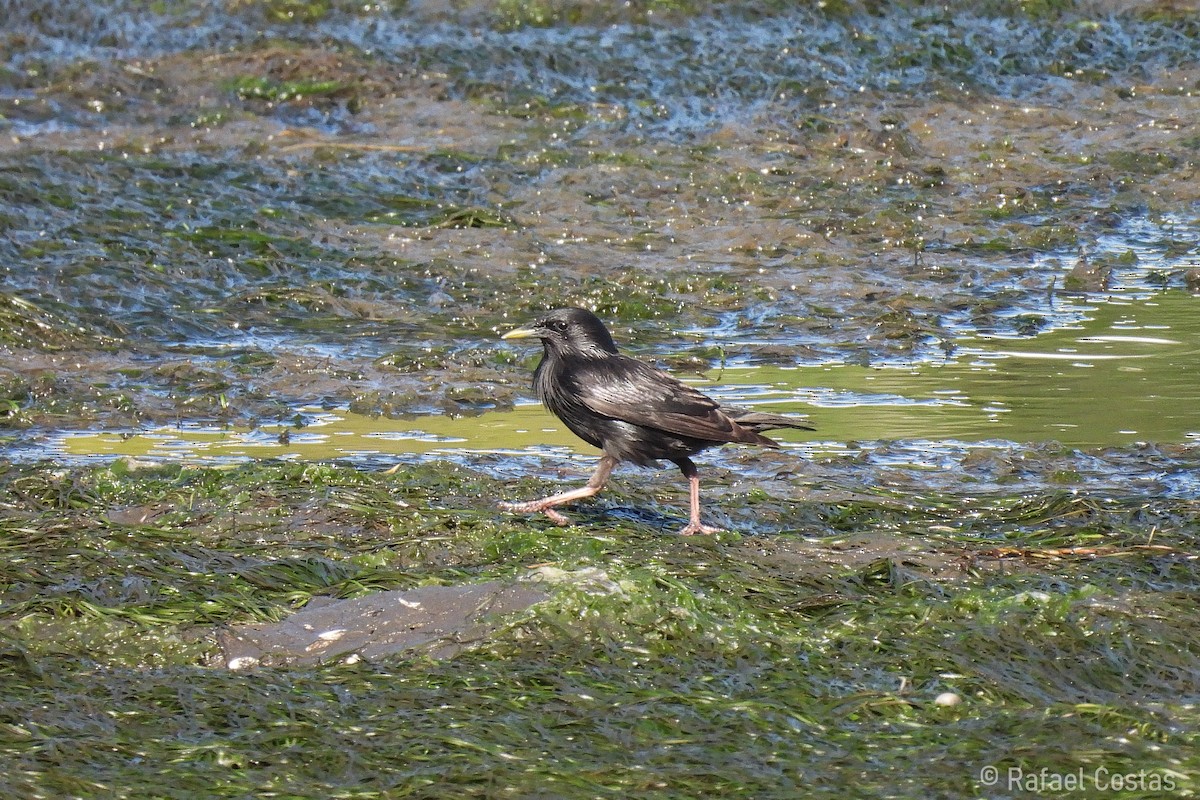 Spotless Starling - ML620188118