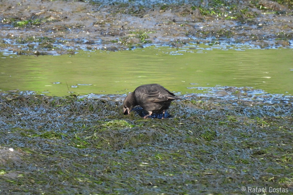 Spotless Starling - ML620188119