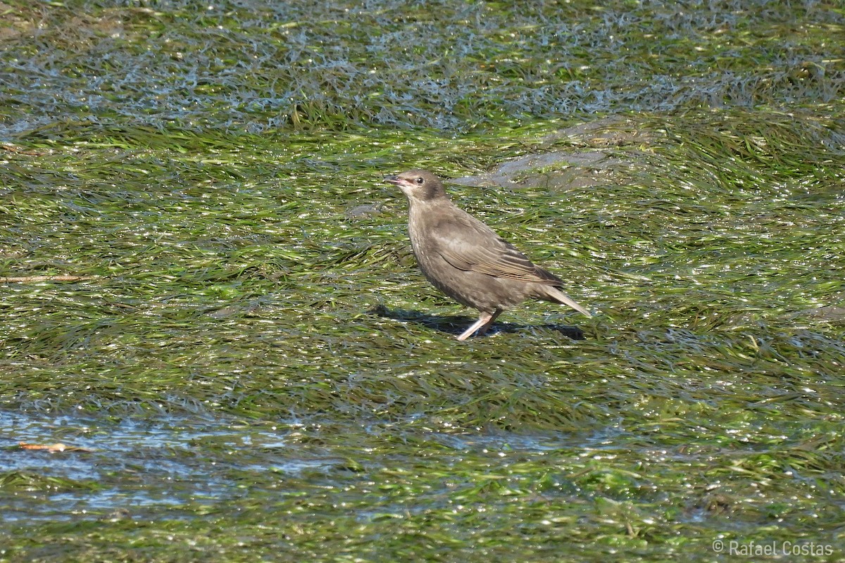 Spotless Starling - ML620188121