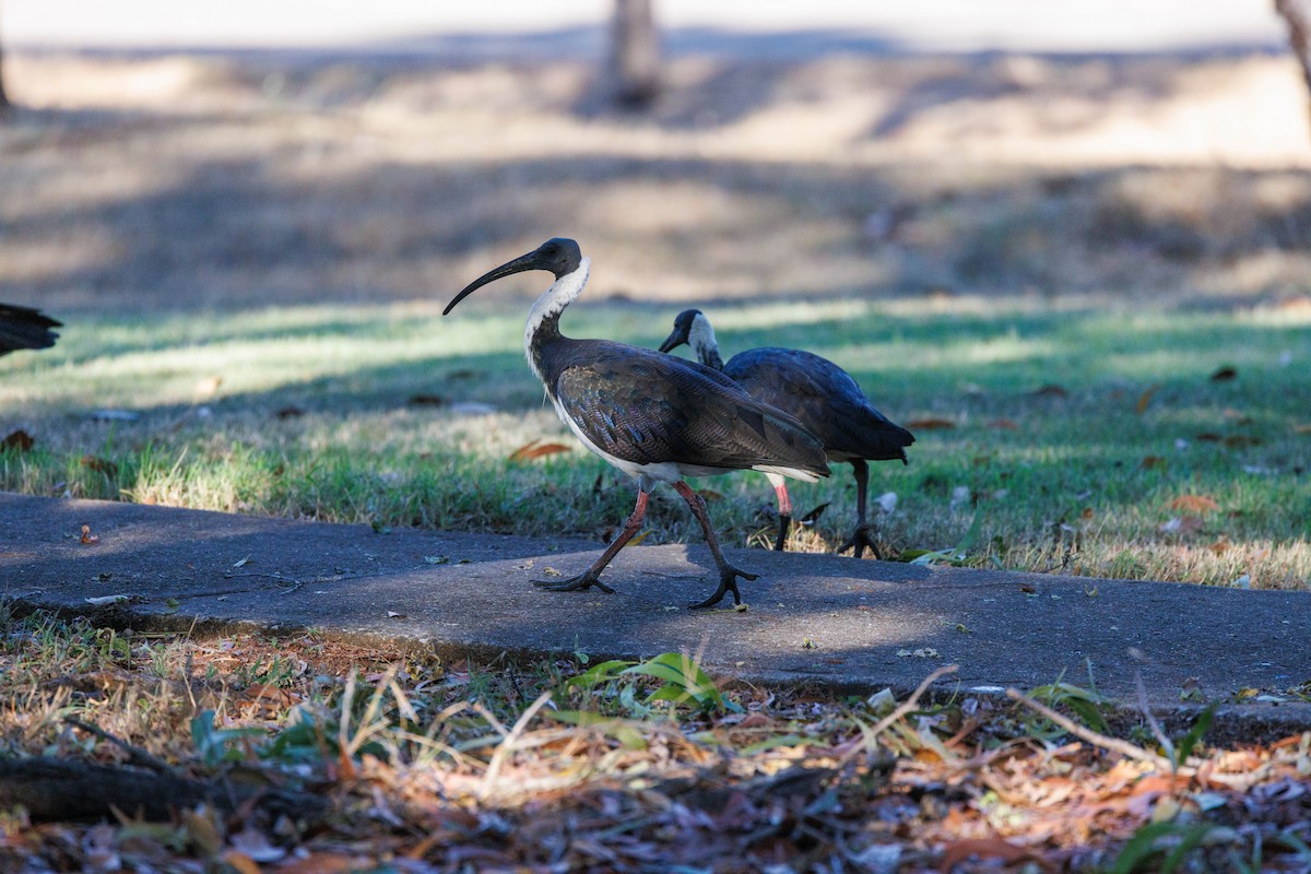 ibis slámokrký - ML620188124