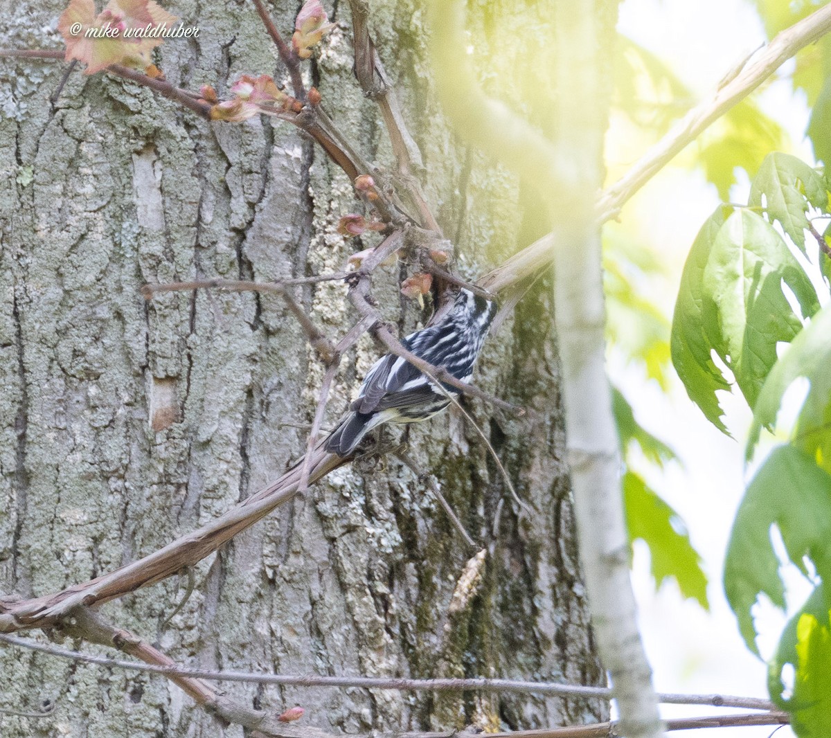 Black-and-white Warbler - ML620188125