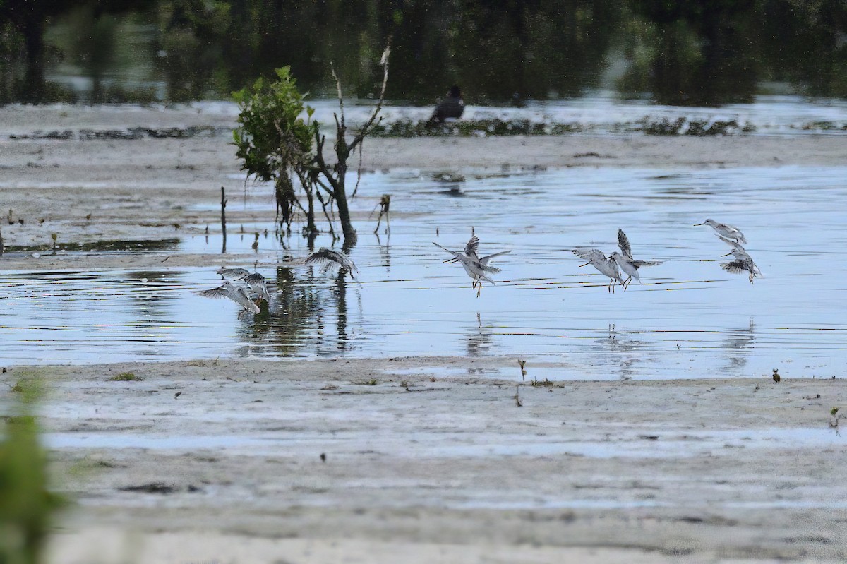 Terek Sandpiper - ML620188138