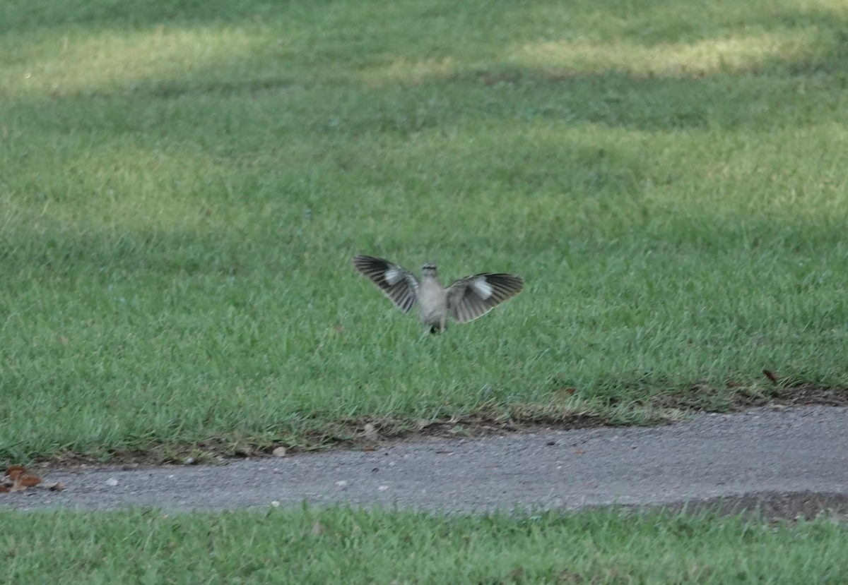 Northern Mockingbird - ML620188143