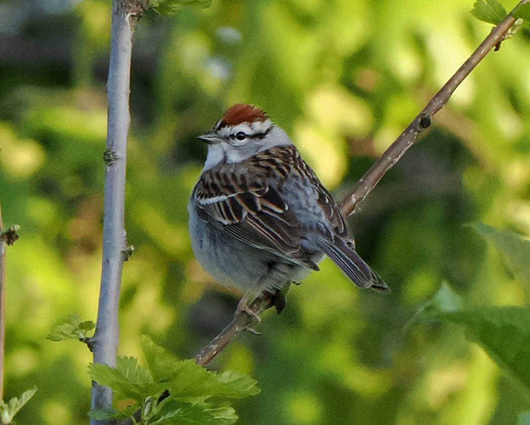 Chipping Sparrow - ML620188148