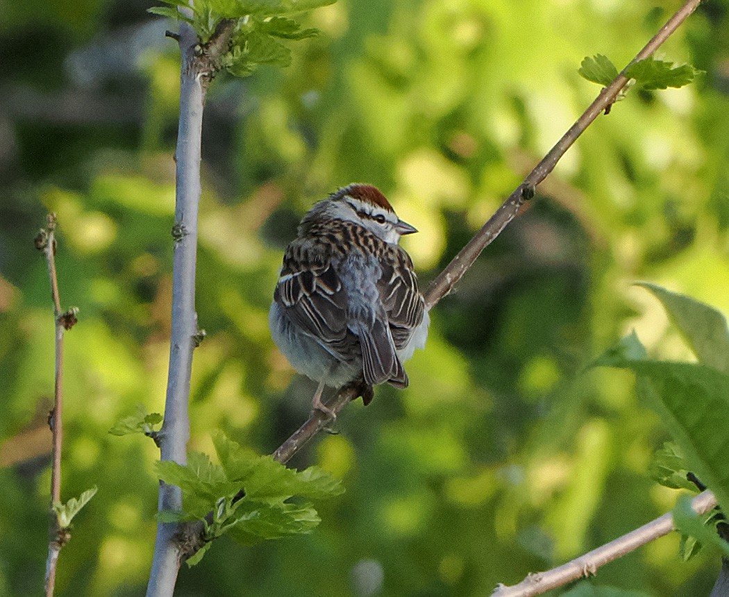 Chipping Sparrow - ML620188149