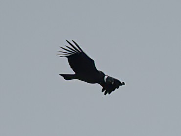 Andean Condor - ML620188150