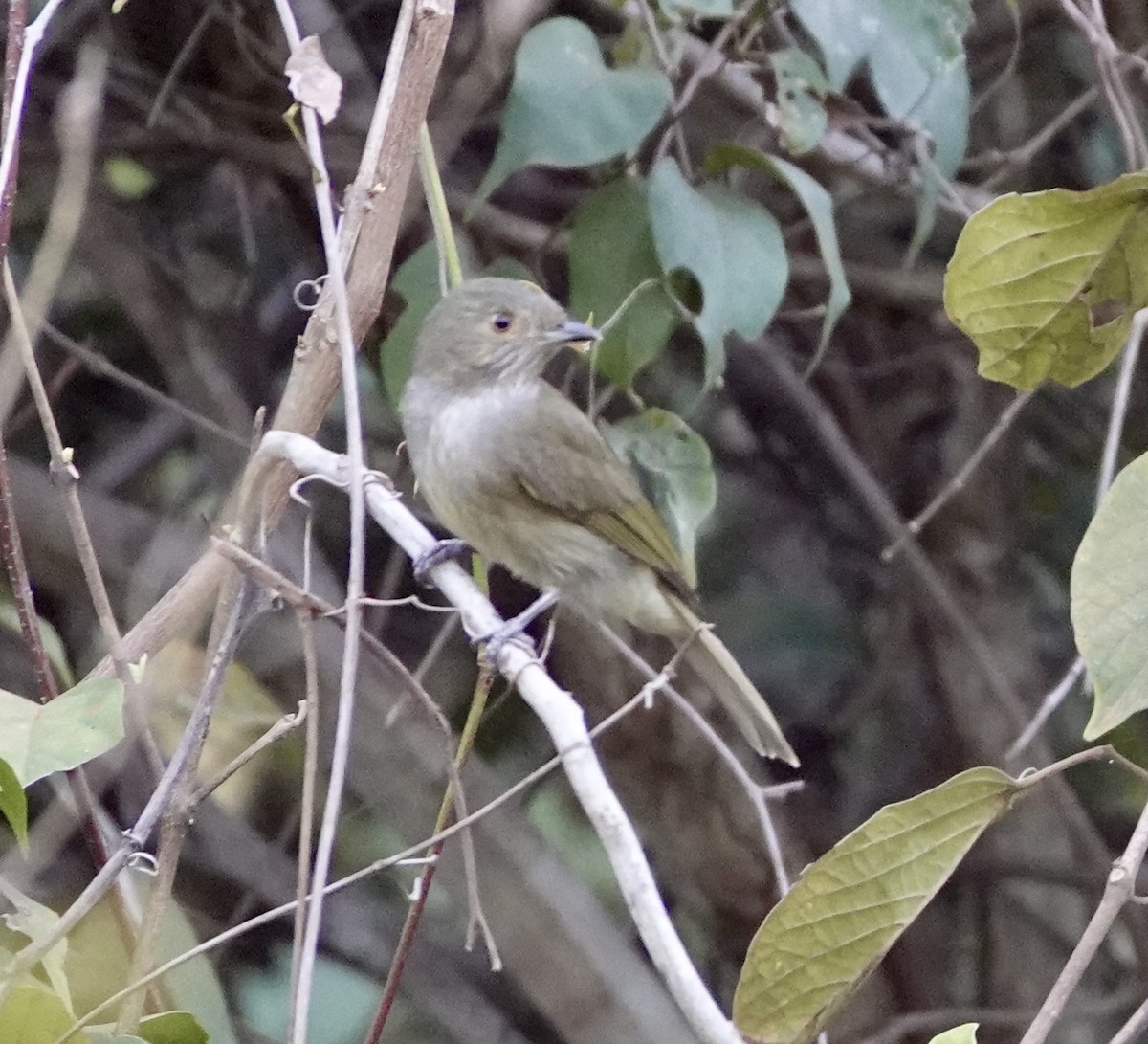 Manakin à ventre blanc - ML620188151