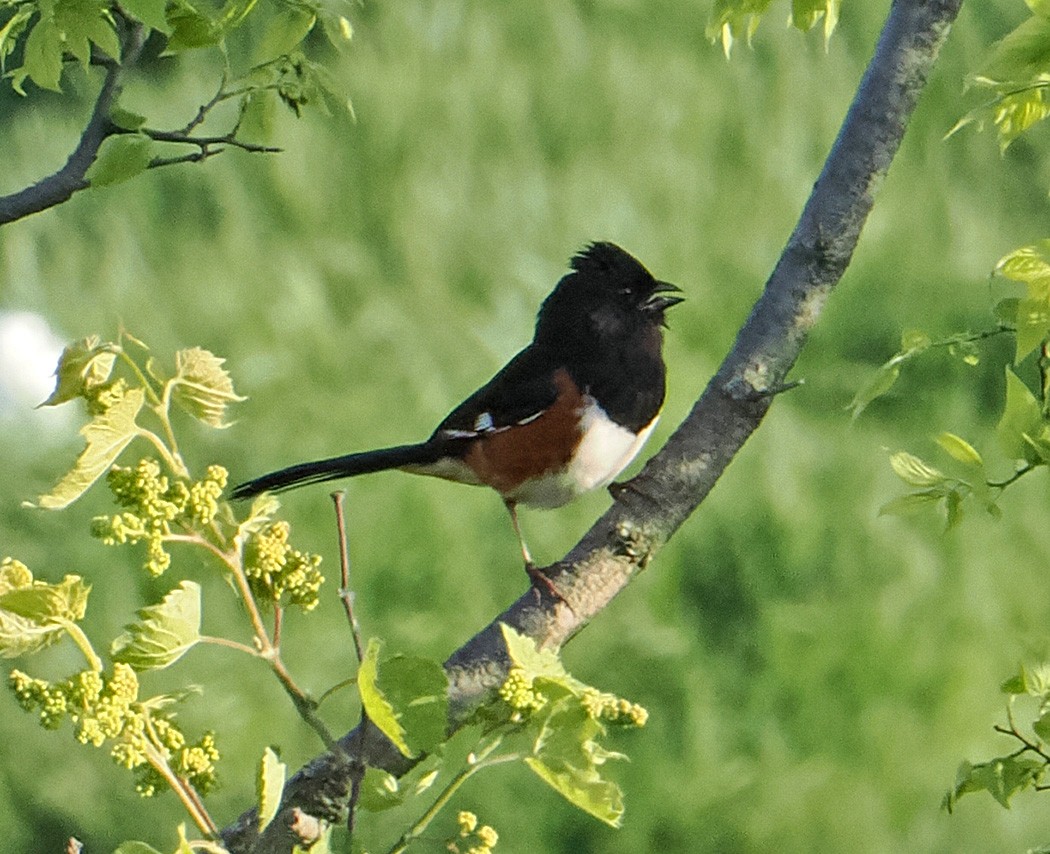 Eastern Towhee - ML620188157