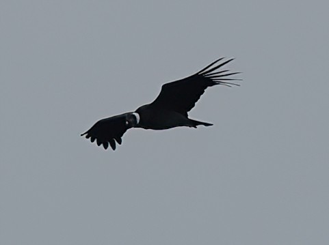 Andean Condor - ML620188158