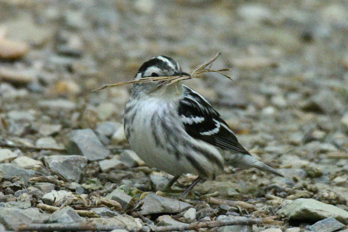 Black-and-white Warbler - ML620188161