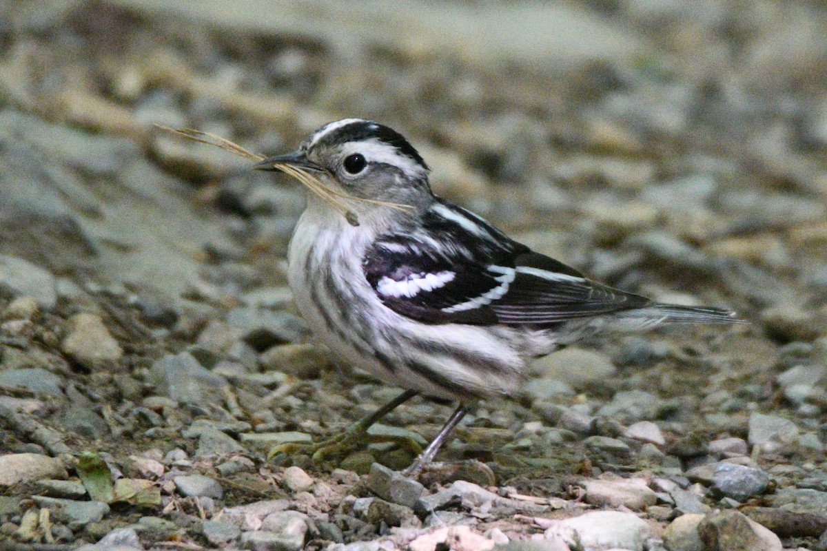 Black-and-white Warbler - ML620188162