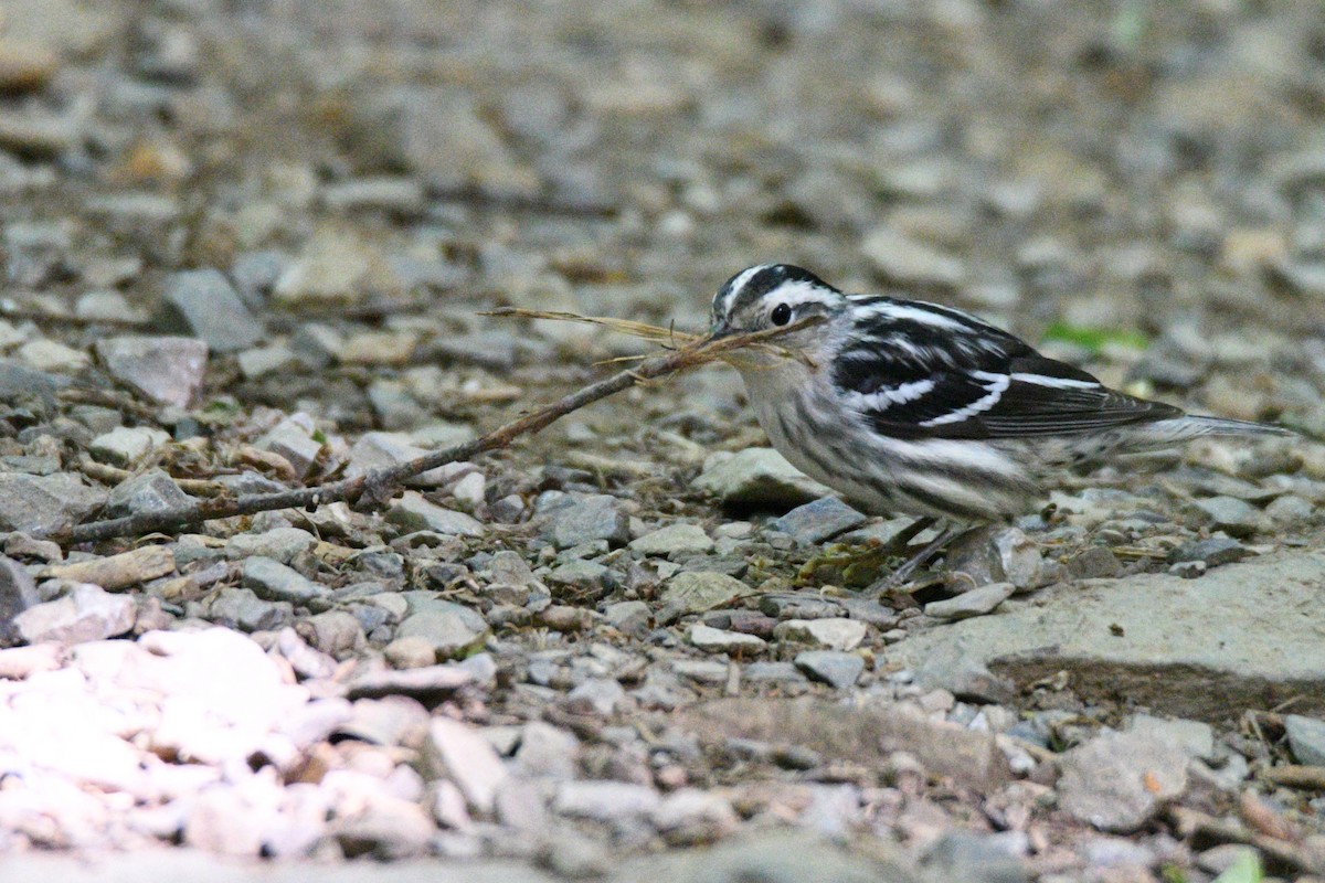 Black-and-white Warbler - ML620188163