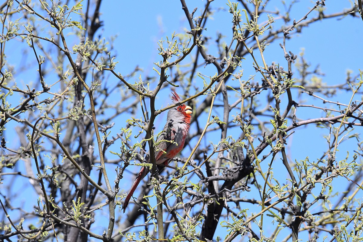 Cardinal pyrrhuloxia - ML620188172