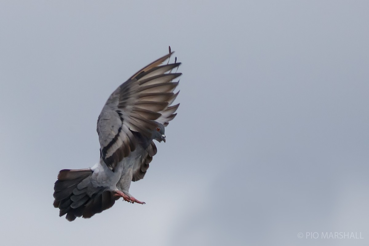 Rock Pigeon (Feral Pigeon) - ML620188173