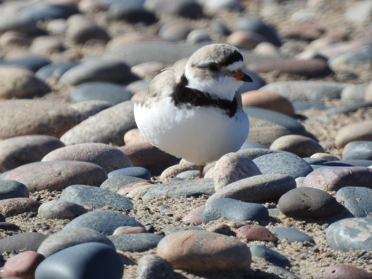 Piping Plover - ML620188178