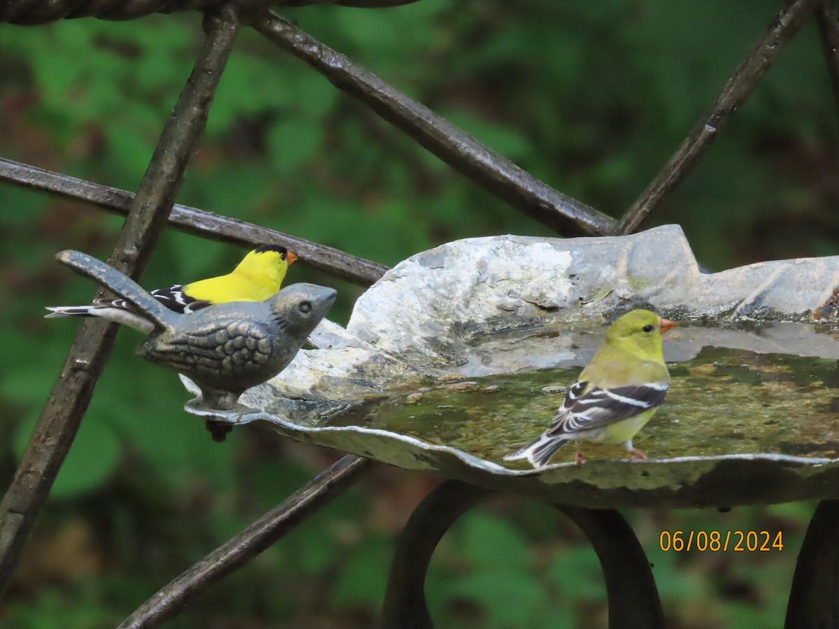 American Goldfinch - ML620188191