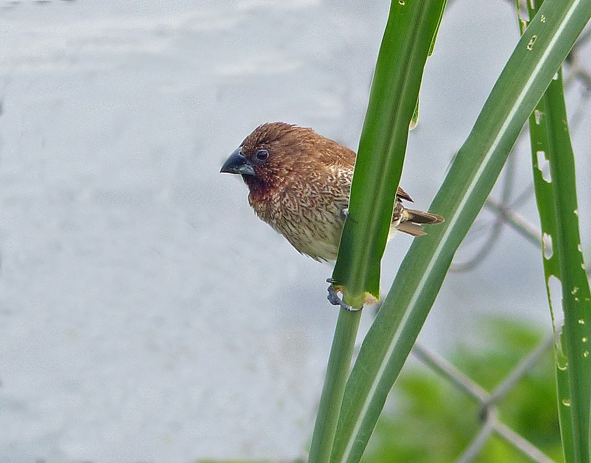 Scaly-breasted Munia - ML620188192